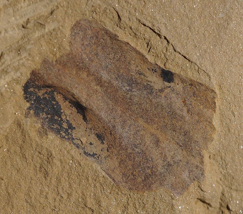 RCAnomalocaris Claw ChengJiang Cambrian Predator #120313xzC  