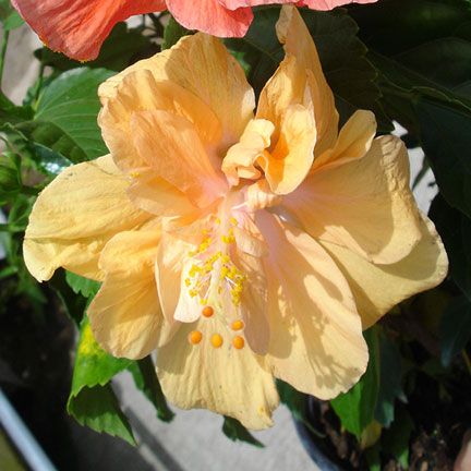 Hibscus rosa sinensis BLOOMING TROPICAL HIBISCUS PLANTS  