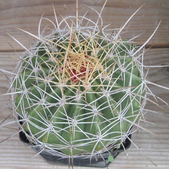 Ferocactus pottsii v. Alamosanus Balloon Cactus 8  