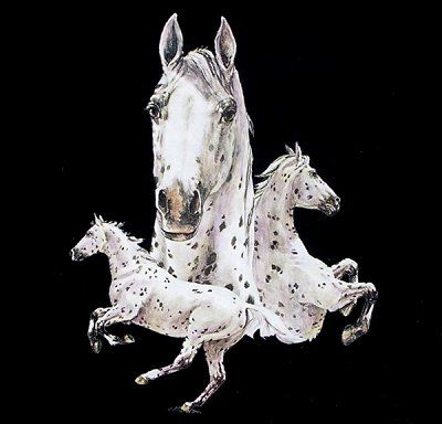 BEAUTIFUL SPOTTED APPALOOSA ART HORSE SHOW T SHIRT W304  