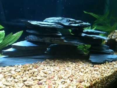 Natural Aquarium Cave Shale Slate Rock Decoration Aquascape Kit  