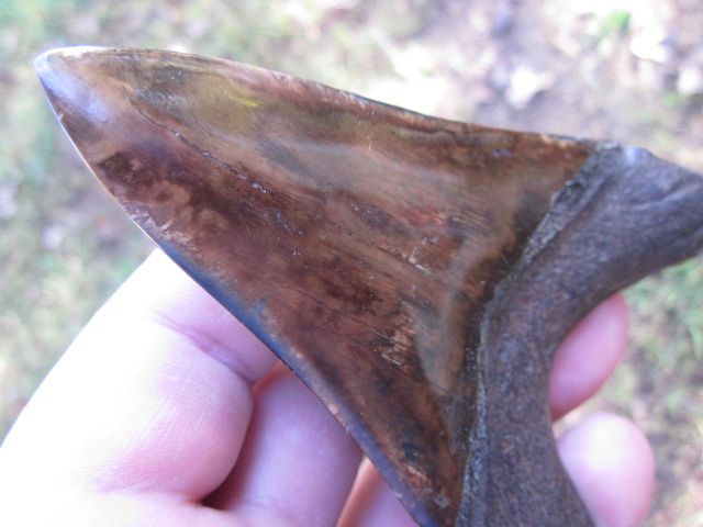   DAGGER 4 5/16 MEGALODON SHARK Tooth Fossil Teeth Megladon USA SCUBA