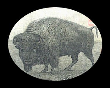 1901 $10 BISON LEGAL TENDER SHARP HIGHER GRADE EXAMPLE  