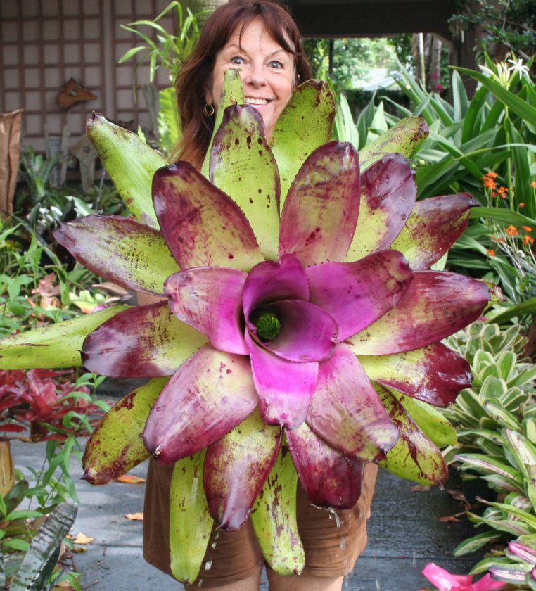 BROMELIADS Neoregelia CONCENTRICA BULLIS Purple*  