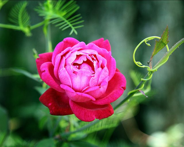 Rose Louis Philippe One Live Plant (1) *Bright Pink 