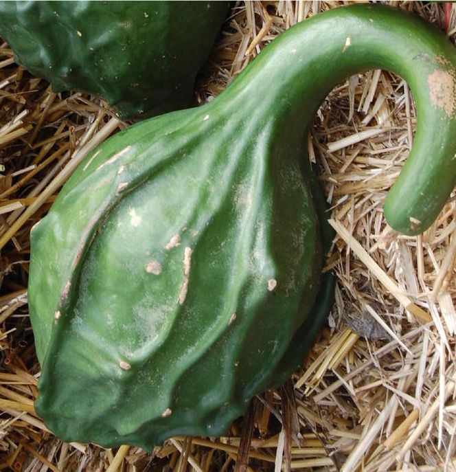 Cavemans Club Gourd, Maranka Gourd 5 seeds  