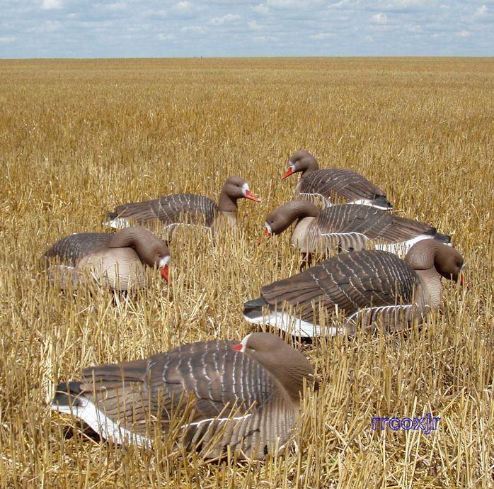   GRADE LIFESIZE SPECKLEBELLY GOOSE SHELL DECOYS 6 700905720682  