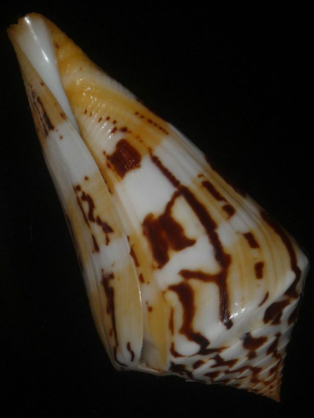 Conus centurio w/o 88.6mm HUGE IMPORTANT CANARY YELLOW PATTERN  