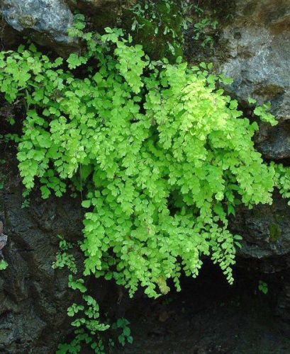 Adiantum capillus veneris   maidenhair fern   100 seeds  