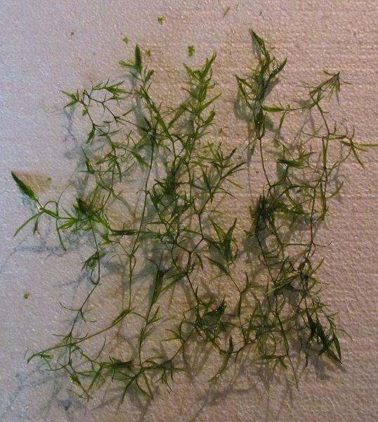 Najas Guppy Grass Live Aquarium Plant  