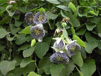   PASSIFLORA ACTINIA VINE Fragrant Flowers & Delicious Passion Fruit