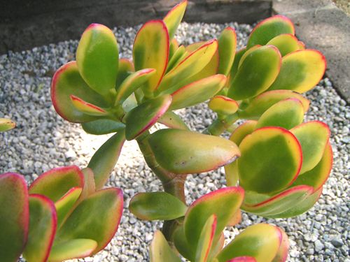 Crassula ovata Hummels Sunset golden variegated jade plant unrooted 