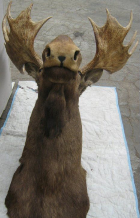 REAL MOOSEHEAD Wall Mount Taxidermy Moose Head  