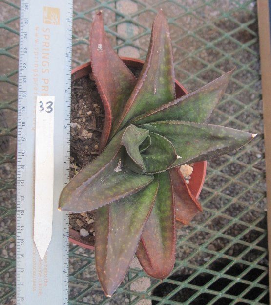 Gasteria Hybrid 33 Big Succulent Leaves Rusted Edges  