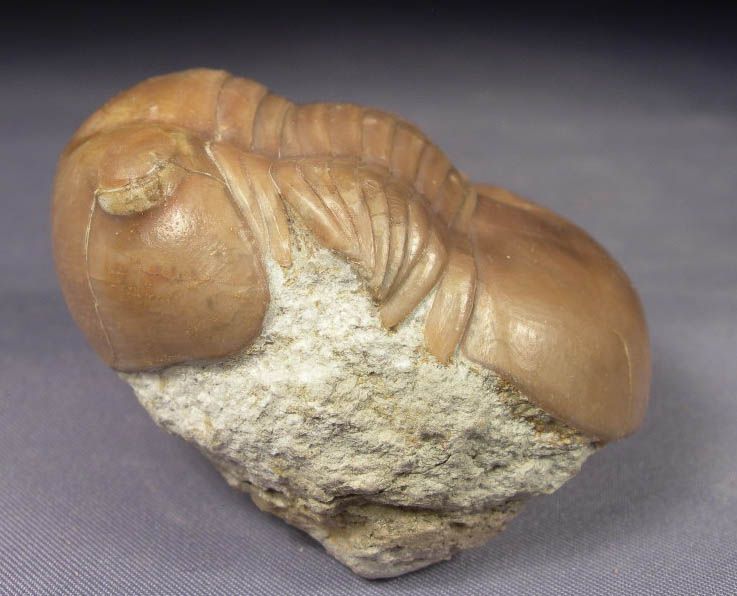 ILLAENUS ESMARKII Trilobite Russia  