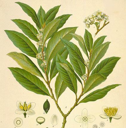 Sweet Bay Laurel Herb   Bay Leaf   Laurus nobilis  