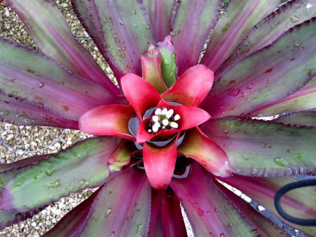 BROMELIAD Nidularium MIDNIGHT Beautiful Foliage  