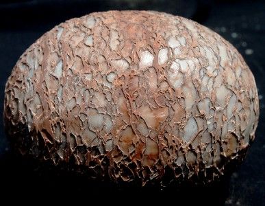 1637 Mystery 4.5# Egg Dinosaur Fossil Replica LARGE 5  