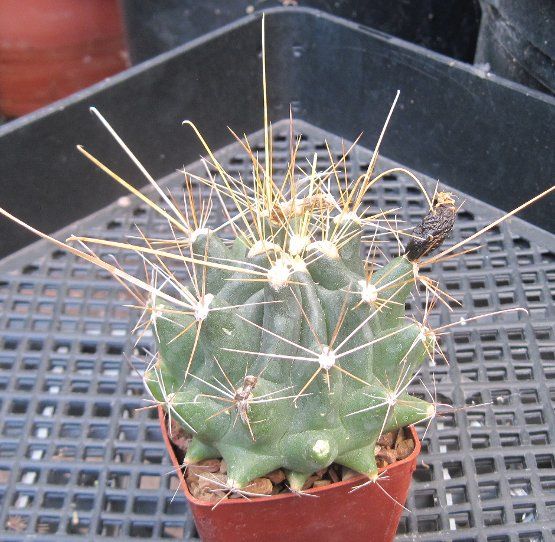 Ferocactus hamatacanthus ssp. sinuatus Extra Long Straw Spines 14 