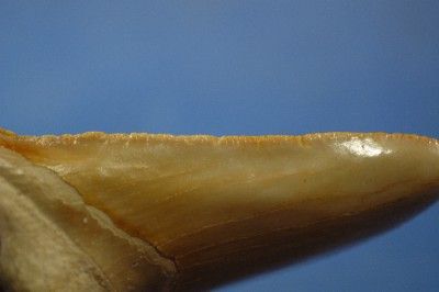 CARCHAROCLES SOKOLOWI SHARK TOOTH FOSSIL FROM MOROCCO  