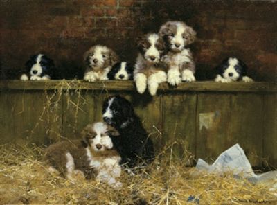 DAVID SHEPHERD Bearded Collie Muffins Pups dogs NEW  