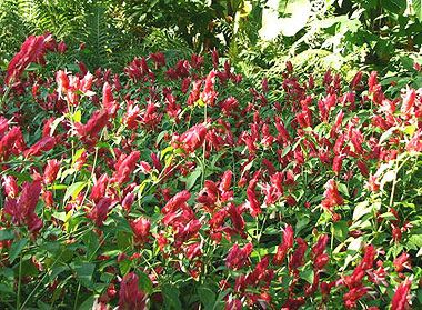   brandegeana, RED SHRINP PLANT, Easy & Everblooming, ~PLANT~  